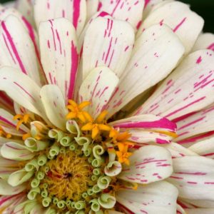 Zinnia 'Pop Art White and Red', Zinnia Elegans 'Pop Art White and Red', Pop Art White and Red Zinnia, Bicolor Zinnia, Red and White Flowers
