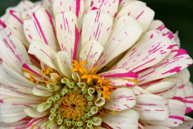 Zinnia 'Pop Art White and Red', Zinnia Elegans 'Pop Art White and Red', Pop Art White and Red Zinnia, Bicolor Zinnia, Red and White Flowers