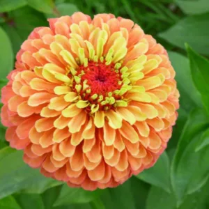 Zinnia 'Queeny Lime Orange', Zinnia Elegans 'Queeny Lime Orange', Queeny Lime Orange Zinnia, Orange Zinnia, Orange Flowers