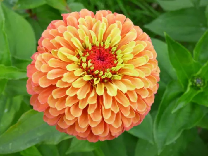 Zinnia 'Queeny Lime Orange', Zinnia Elegans 'Queeny Lime Orange', Queeny Lime Orange Zinnia, Orange Zinnia, Orange Flowers
