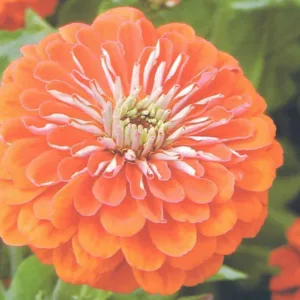 Zinnia 'Queeny Orange', Zinnia Elegans 'Queeny Orange', Queeny Orange Zinnia, Orange Zinnia, Orange Flowers