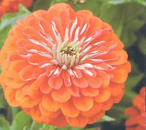 Zinnia 'Queeny Orange', Zinnia Elegans 'Queeny Orange', Queeny Orange Zinnia, Orange Zinnia, Orange Flowers