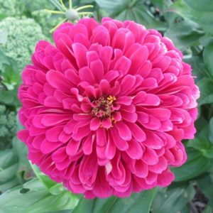 Zinnia 'Uproar Rose', Zinnia Elegans 'Uproar Rose', Uproar Rose Zinnia, Pink Zinnia, Pink Flowers
