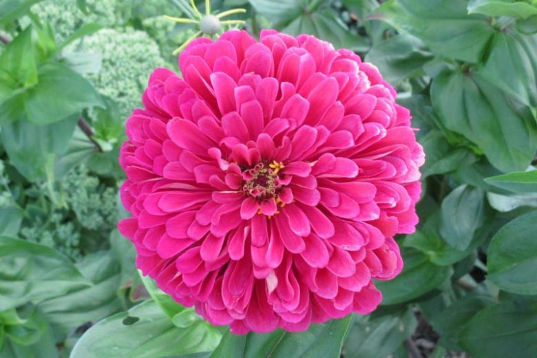 Zinnia 'Uproar Rose', Zinnia Elegans 'Uproar Rose', Uproar Rose Zinnia, Pink Zinnia, Pink Flowers