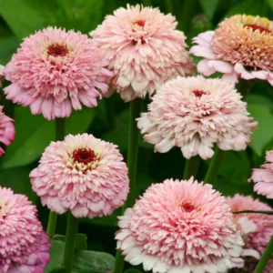 Zinnia 'Zinderella Lilac', Zinnia Elegans 'Zinderella Lilac', Zinderella Lilac Zinnia, Lilac Zinnia, Lilac Flowers