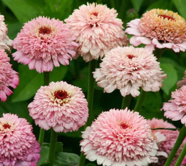 Zinnia 'Zinderella Lilac', Zinnia Elegans 'Zinderella Lilac', Zinderella Lilac Zinnia, Lilac Zinnia, Lilac Flowers
