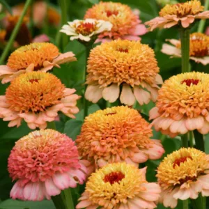 Zinnia 'Zinderella Peach', Zinnia Elegans 'Zinderella Peach', Zinderella Peach Zinnia, Peach Zinnia, Peach Flowers