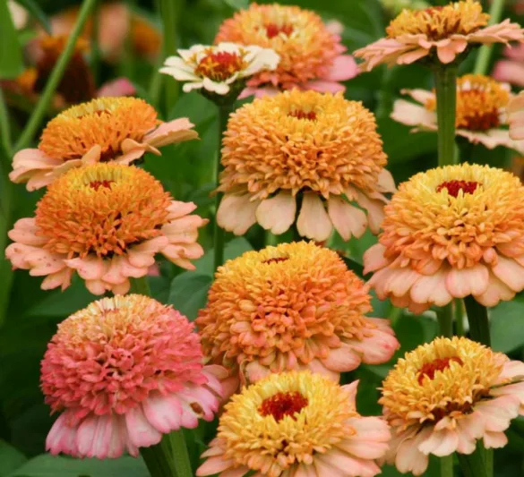 Zinnia 'Zinderella Peach', Zinnia Elegans 'Zinderella Peach', Zinderella Peach Zinnia, Peach Zinnia, Peach Flowers