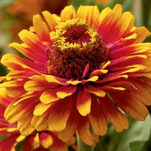 Zinnia elegans 'Zowie! Yellow Flame', Zinnia 'Zowie! Yellow Flame', Double Zinnia, Bicolor Zinnia, Bicolor Double Zinnia, Red Zinnia, Red Double Zinnia, Yellow Zinnia, Yellow Double Zinnia