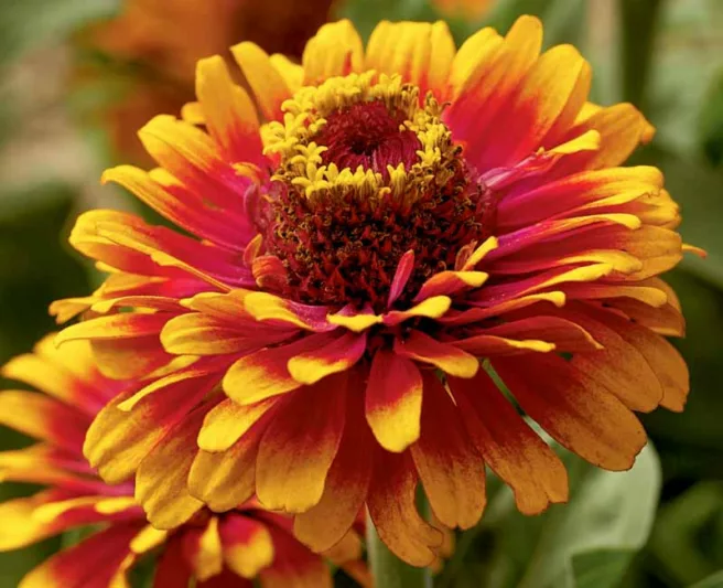 Zinnia elegans 'Zowie! Yellow Flame', Zinnia 'Zowie! Yellow Flame', Double Zinnia, Bicolor Zinnia, Bicolor Double Zinnia, Red Zinnia, Red Double Zinnia, Yellow Zinnia, Yellow Double Zinnia