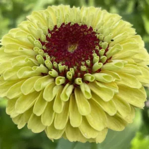 Zinnia 'Queeny Lemon Peach', Zinnia Elegans 'Queeny Lemon Peach', Queeny Lemon Peach Zinnia, Yellow Zinnia, Yellow Flowers