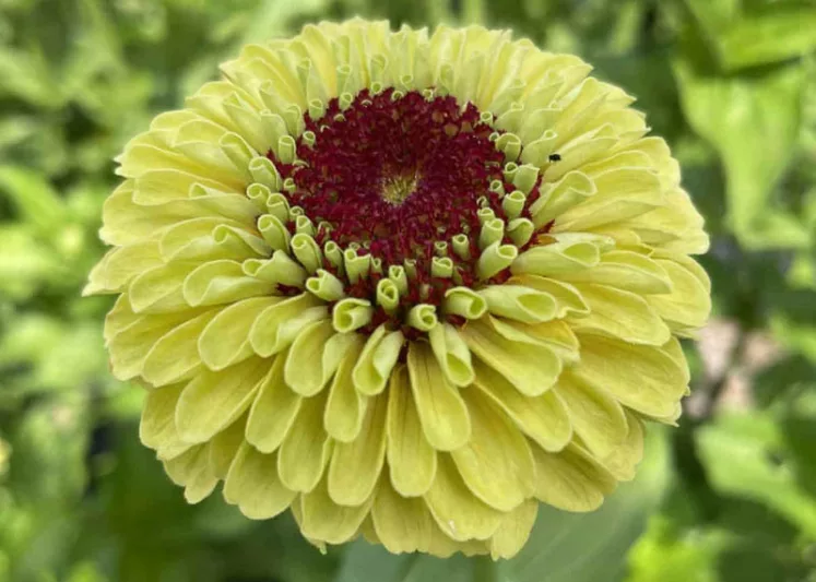 Zinnia 'Queeny Lemon Peach', Zinnia Elegans 'Queeny Lemon Peach', Queeny Lemon Peach Zinnia, Yellow Zinnia, Yellow Flowers