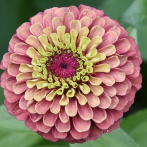 Zinnia 'Queeny Lime Red', Zinnia Elegans 'Queeny Lime Red', Queeny Lime Red Zinnia, Red Zinnia, Red Flowers