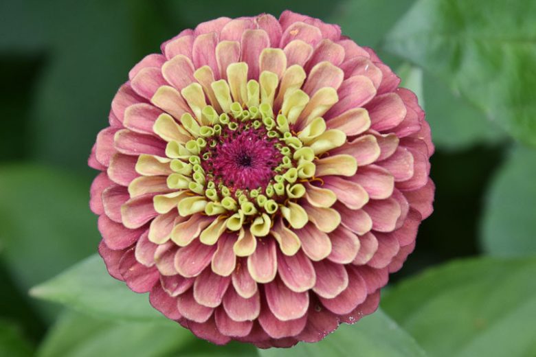 Zinnia 'Queeny Lime Red', Zinnia Elegans 'Queeny Lime Red', Queeny Lime Red Zinnia, Red Zinnia, Red Flowers