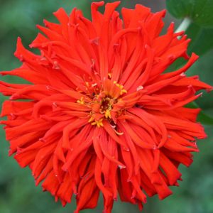 Zinnia elegans 'Redman Super Cactus', Zinnia 'Redman Super Cactus', Red Zinnia, Red Double Zinnia, Cactus Zinnia