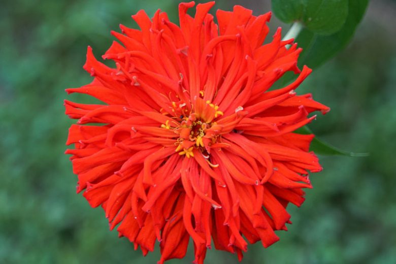 Zinnia elegans 'Redman Super Cactus', Zinnia 'Redman Super Cactus', Red Zinnia, Red Double Zinnia, Cactus Zinnia