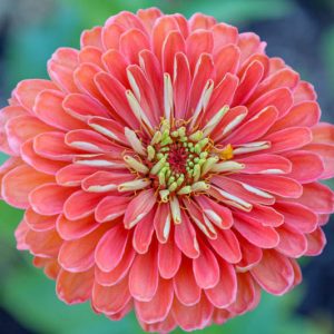 Zinnia elegans 'Salmon Queen', Zinnia 'Salmon Queen', Orange Zinnia, Orange Double Zinnia, Pink  Zinnia, Pink Double Zinnia, Coral Zinnia, Coral Double Zinnia