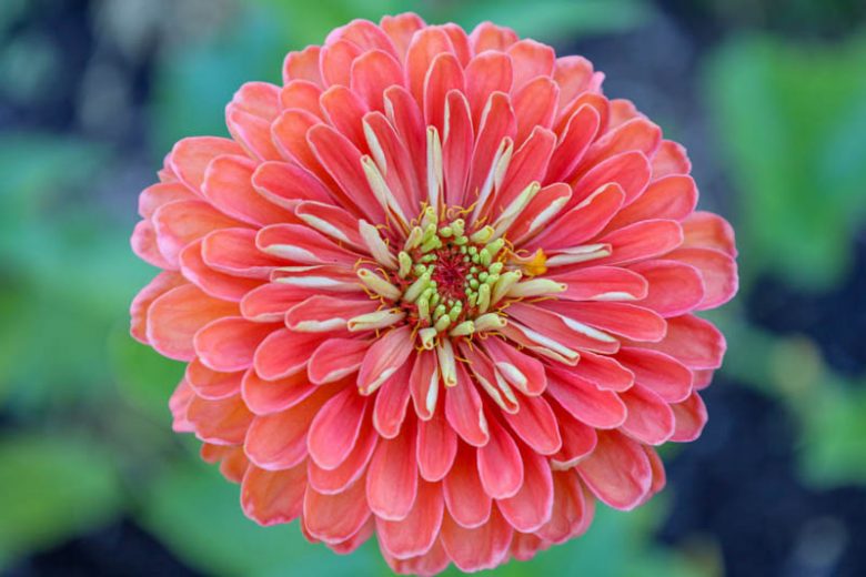 Zinnia elegans 'Salmon Queen', Zinnia 'Salmon Queen', Orange Zinnia, Orange Double Zinnia, Pink  Zinnia, Pink Double Zinnia, Coral Zinnia, Coral Double Zinnia