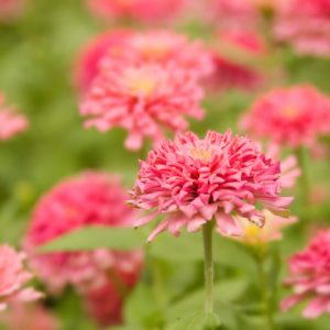 Zinnia elegans 'Senora', Zinnia 'Senora', Orange Zinnia, Orange Double Zinnia, Pink  Zinnia, Pink Double Zinnia, Coral Zinnia, Coral Double Zinnia