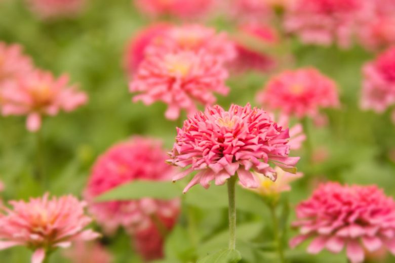 Zinnia elegans 'Senora', Zinnia 'Senora', Orange Zinnia, Orange Double Zinnia, Pink  Zinnia, Pink Double Zinnia, Coral Zinnia, Coral Double Zinnia