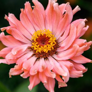 Zinnia elegans 'Senorita', Zinnia 'Senorita', Orange Zinnia, Orange Double Zinnia, Pink  Zinnia, Pink Double Zinnia, Coral Zinnia, Coral Double Zinnia