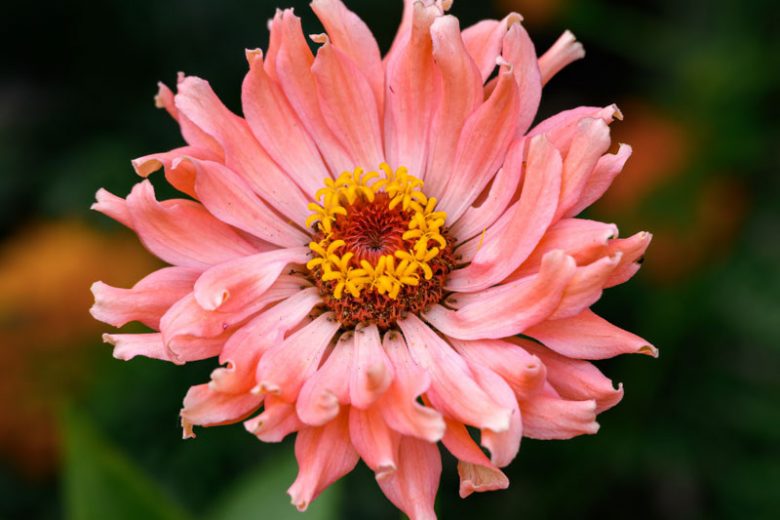 Zinnia elegans 'Senorita', Zinnia 'Senorita', Orange Zinnia, Orange Double Zinnia, Pink  Zinnia, Pink Double Zinnia, Coral Zinnia, Coral Double Zinnia