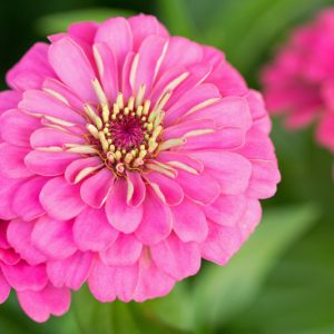 Zinnia 'Enchantress, Zinnia Elegans 'Enchantress', Pink Zinnia, Pink Double Zinnia, Tall Zinnia