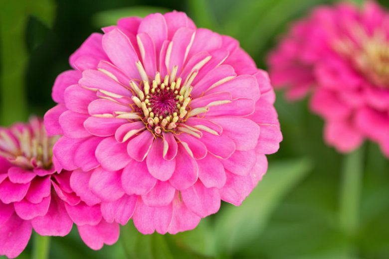 Zinnia 'Enchantress, Zinnia Elegans 'Enchantress', Pink Zinnia, Pink Double Zinnia, Tall Zinnia