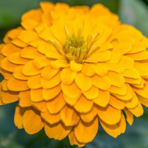 Zinnia 'Golden State, Zinnia Elegans 'Golden State', Yellow Zinnia, Yellow Double Zinnia, Tall Zinnia