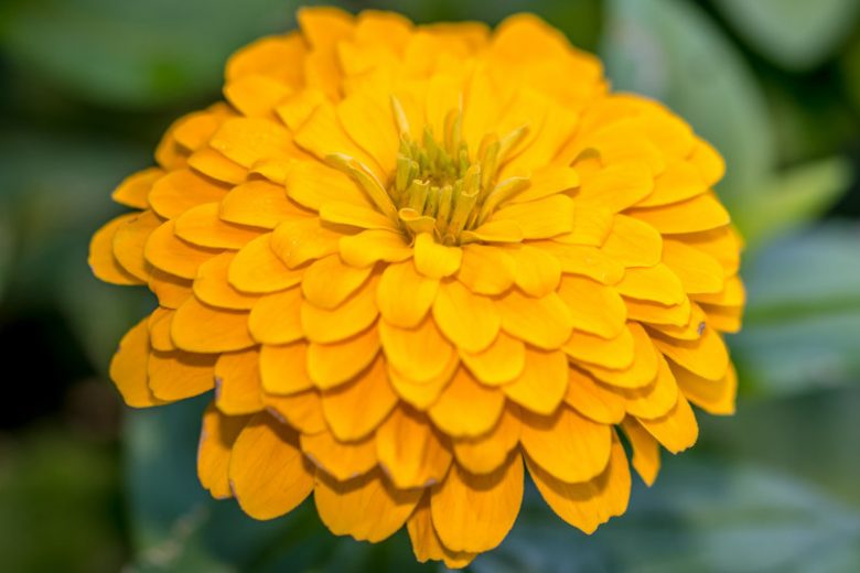 Zinnia 'Golden State, Zinnia Elegans 'Golden State', Yellow Zinnia, Yellow Double Zinnia, Tall Zinnia