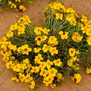 Zinnia grandiflora, Plains Zinnia, Rocky Mountain Zinnia, Prairie Zinnia, Little Golden Zinnia, Yellow Zinnia, Golden Eye, Wild Zinnia, Crassina grandiflora, Yellow Flowers