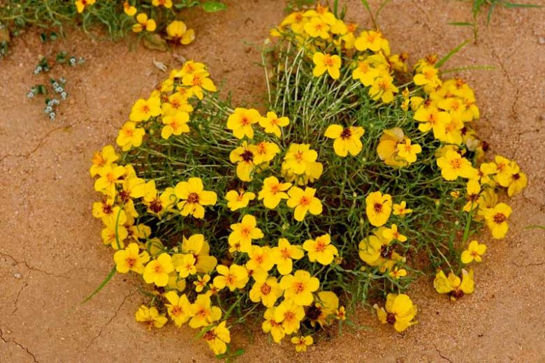Zinnia grandiflora, Plains Zinnia, Rocky Mountain Zinnia, Prairie Zinnia, Little Golden Zinnia, Yellow Zinnia, Golden Eye, Wild Zinnia, Crassina grandiflora, Yellow Flowers