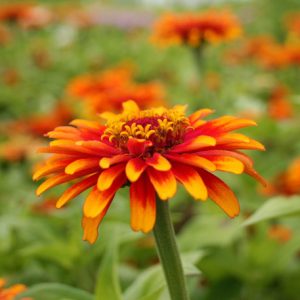 Zinnia haageana 'Old Mexico', Zinnia 'Old Mexico', Bicolor Zinnia, Mexican Zinnia, Yellow Zinnia, Red Zinnia