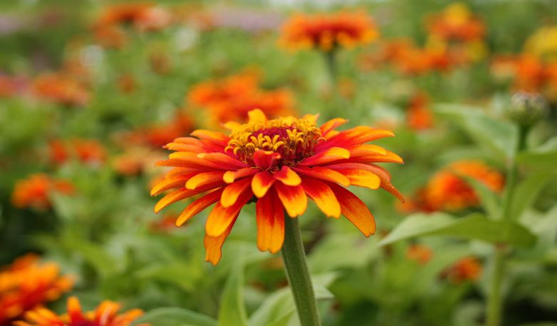 Zinnia haageana 'Old Mexico', Zinnia 'Old Mexico', Bicolor Zinnia, Mexican Zinnia, Yellow Zinnia, Red Zinnia