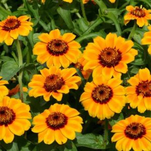 Zinnia haageana 'Soleado', Zinnia 'Soleado', Orange Zinnia, Bicolor Zinnia, Bicolor Flowers, Yellow Zinnia, Yellow Flowers