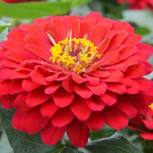 Zinnia Holi Scarlet, Zinnia elegans 'Holi Scarlet', Scarlet Zinnia, Scarlet Double Zinnia, Bedding Zinnia, Small Zinnia