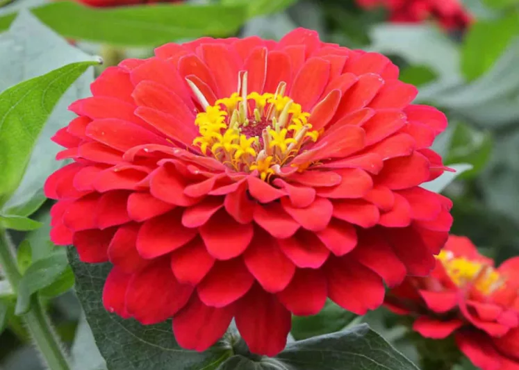 Zinnia Holi Scarlet, Zinnia elegans 'Holi Scarlet', Scarlet Zinnia, Scarlet Double Zinnia, Bedding Zinnia, Small Zinnia