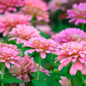 Zinnia 'Illumination, Zinnia Elegans 'Illumination', Pink Zinnia, Pink Double Zinnia, Tall Zinnia