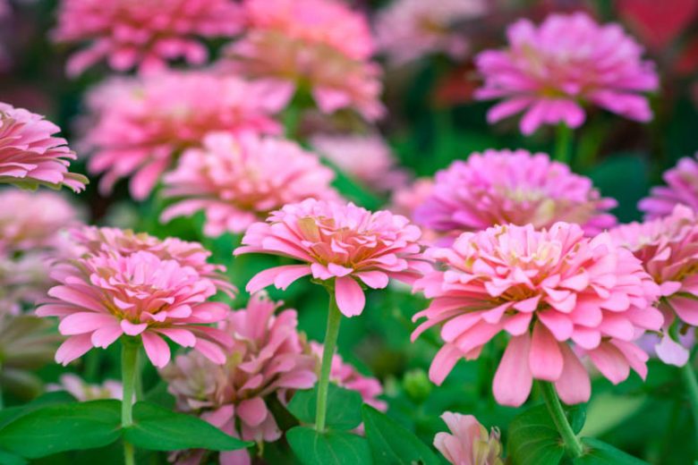 Zinnia 'Illumination, Zinnia Elegans 'Illumination', Pink Zinnia, Pink Double Zinnia, Tall Zinnia