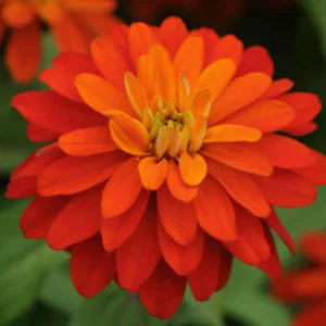 Zinnia marylandica 'Double Zahara Fire', Zinnia 'Double Zahara Fire', Double Zahara Series, Orange Zinnia, Orange Double Zinnia