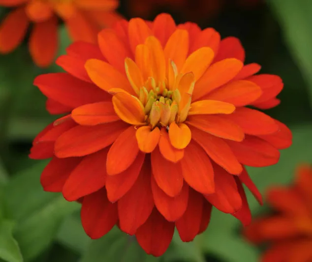Zinnia marylandica 'Double Zahara Fire', Zinnia 'Double Zahara Fire', Double Zahara Series, Orange Zinnia, Orange Double Zinnia