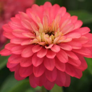 Zinnia marylandica 'Double Zahara Salmon Rose', Zinnia 'Double Zahara Salmon Rose', Double Zahara Series, Pink Zinnia, Pink Double Zinnia