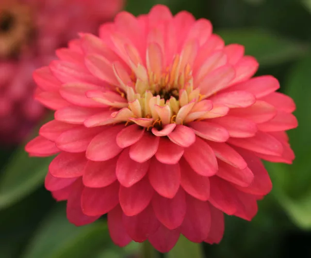 Zinnia marylandica 'Double Zahara Salmon Rose', Zinnia 'Double Zahara Salmon Rose', Double Zahara Series, Pink Zinnia, Pink Double Zinnia
