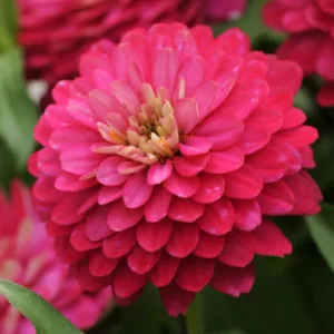 Zinnia marylandica 'Double Zahara Strawberry', Zinnia 'Double Zahara Strawberry', Double Zahara Series, Pink Zinnia, Pink Double Zinnia