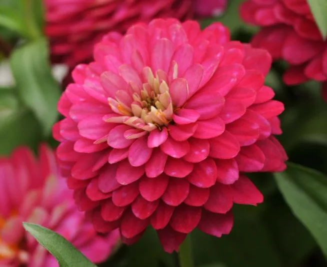 Zinnia marylandica 'Double Zahara Strawberry', Zinnia 'Double Zahara Strawberry', Double Zahara Series, Pink Zinnia, Pink Double Zinnia