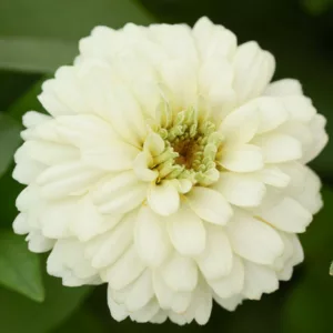 Zinnia marylandica 'Double Zahara White', Zinnia 'Double Zahara White', Double Zahara Series, White Zinnia, White Double Zinnia