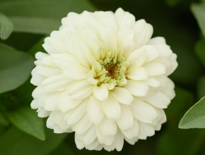 Zinnia marylandica 'Double Zahara White', Zinnia 'Double Zahara White', Double Zahara Series, White Zinnia, White Double Zinnia