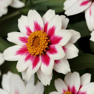 Zinnia marylandica 'Zahara Starlight Rose', Zinnia 'Zahara Starlight Rose', Bicolor Zinnia, Pink Zinnia, White Zinnia