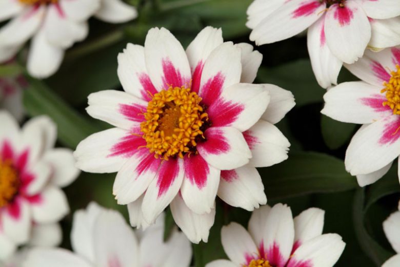 Zinnia marylandica 'Zahara Starlight Rose', Zinnia 'Zahara Starlight Rose', Bicolor Zinnia, Pink Zinnia, White Zinnia