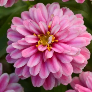 Zinnia marylandica 'Double Zahara Raspberry Ripple',  Zinnia 'Double Zahara Raspberry Ripple', Pink Zinnia, Double Zinnia, Zahara Series